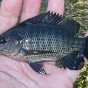 Blue Tilapia