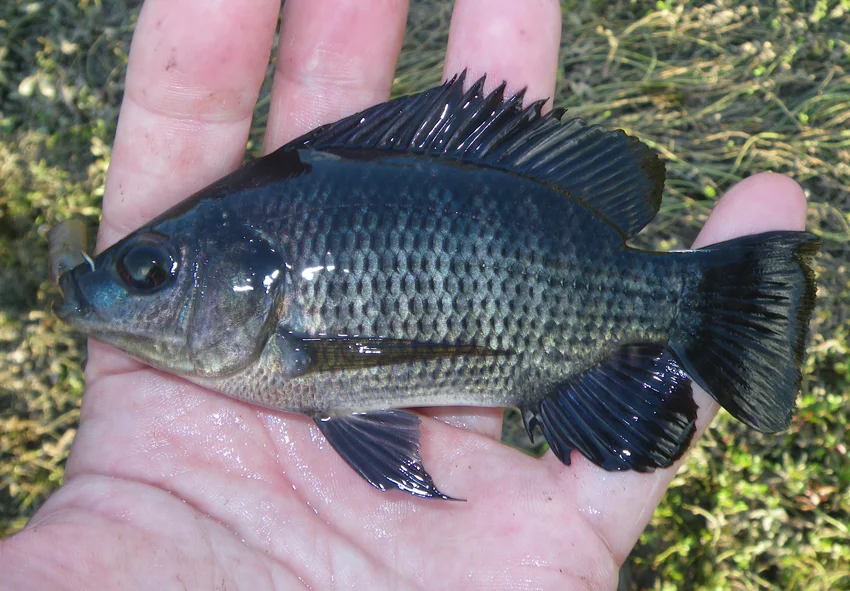 Blue Tilapia