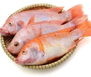 red-Tilapia