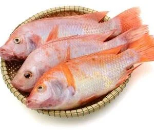 Red Tilapia