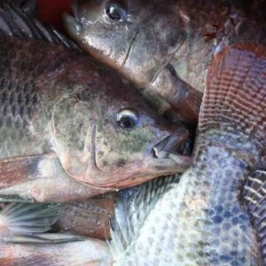 Organic Farm Tilapia