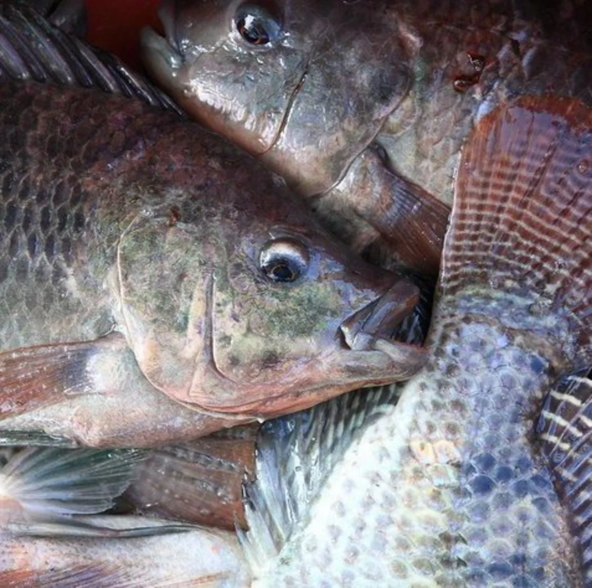 Organic Farm Tilapia