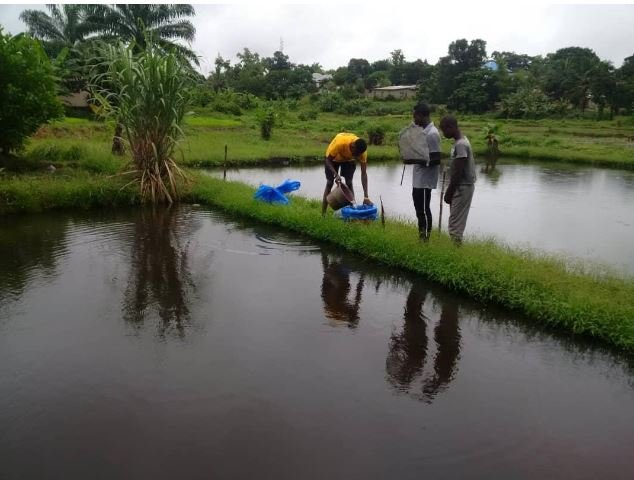 Farm staff working at the edge of a fish pond