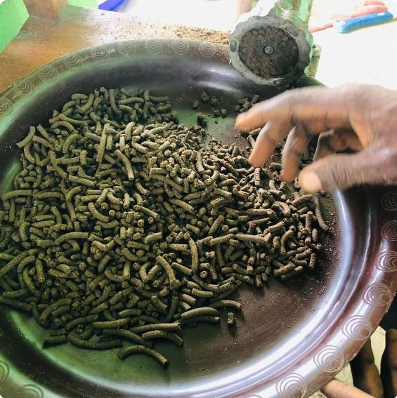 Hands holding pelleted fish feed