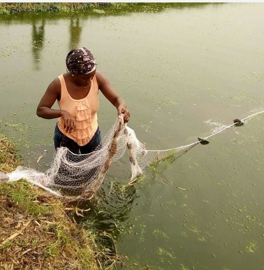 A farmer pulling a net through a pond