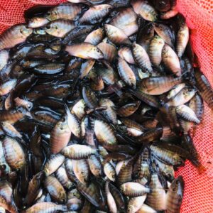Tiny Tilapia