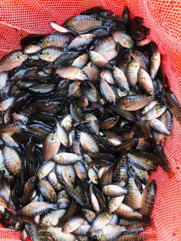 Tilapia fingerlings in a net