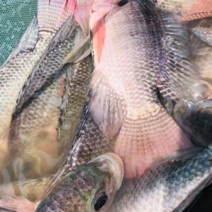 Handpicked Tilapia