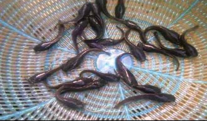 Catfish fingerlings in a bowl