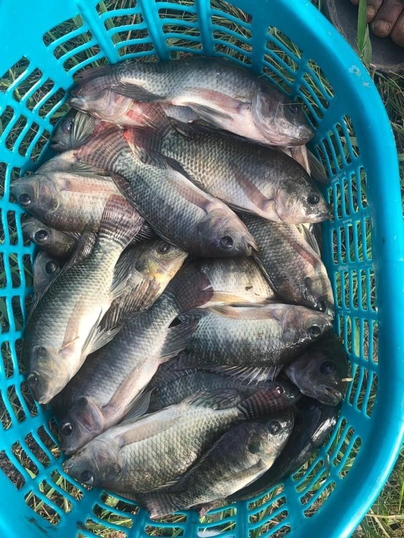 Fresh table-size tilapia in a basket
