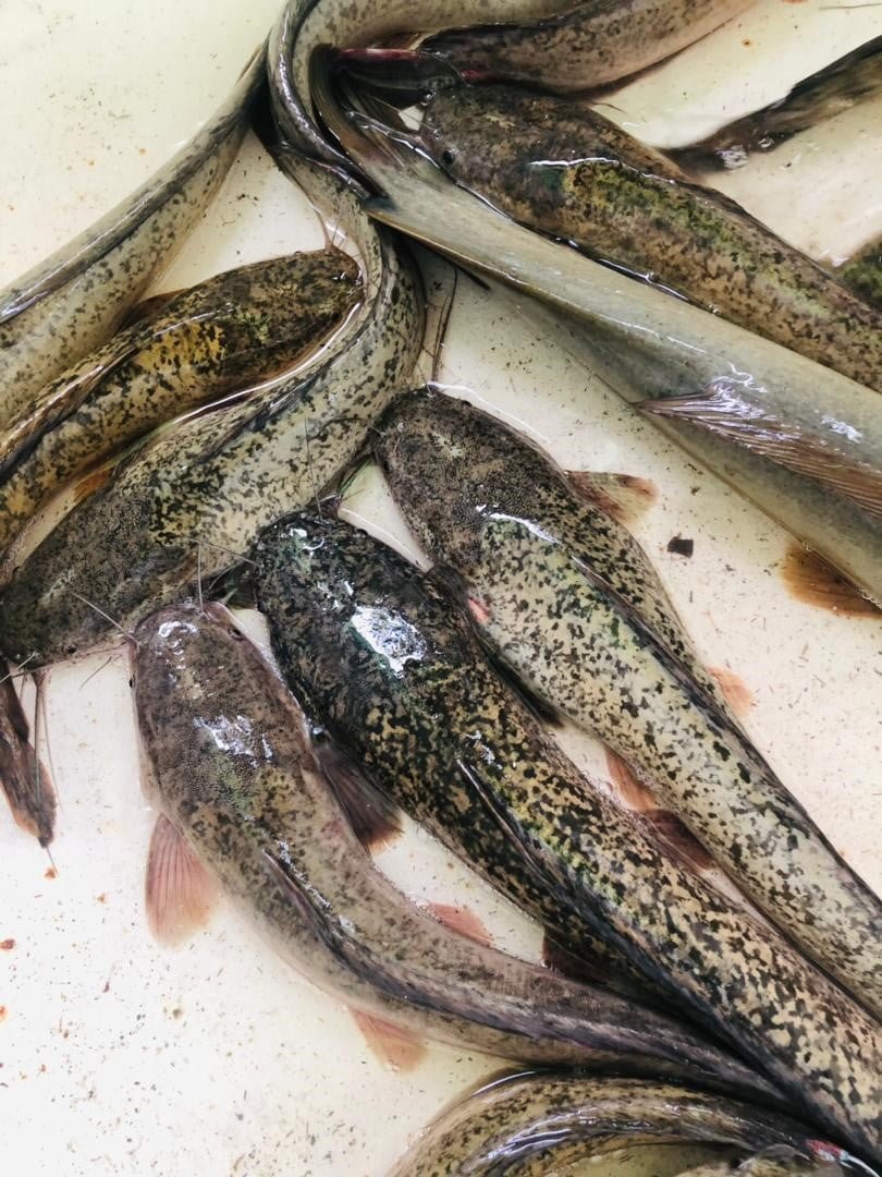 Fresh catfish
