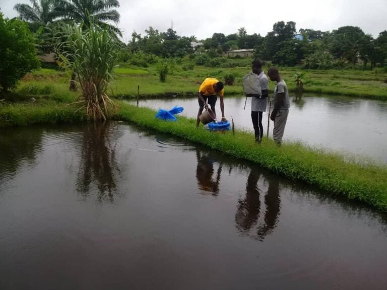 Fish pond at Agro Fish Farm