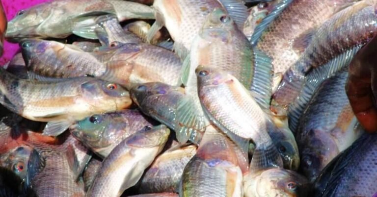 Fresh tilapia